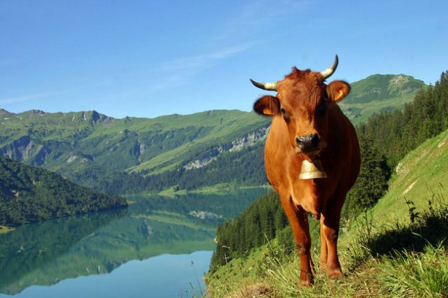 Tarentaise cattle