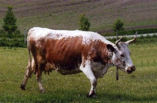 Telemark cattle