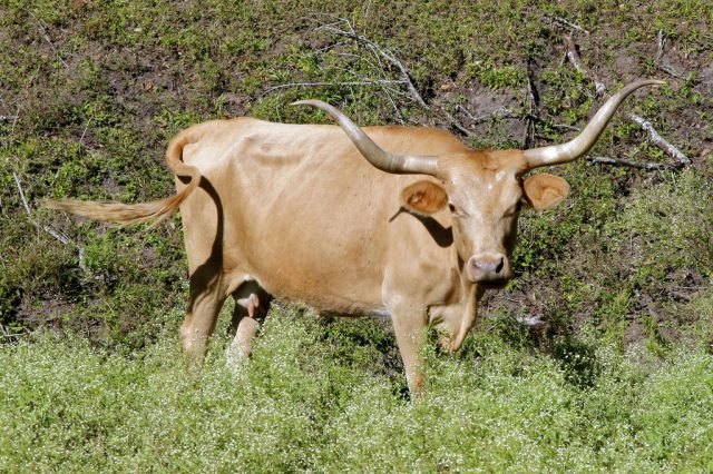 Texas Longhorn cattle