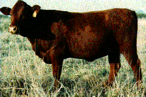 Texon cattle