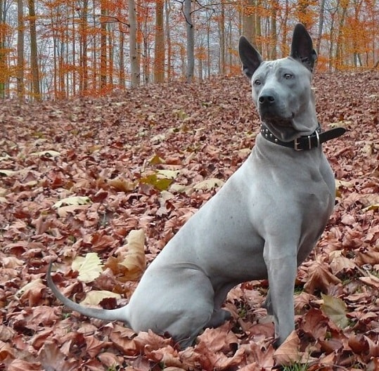 Thai Ridgeback