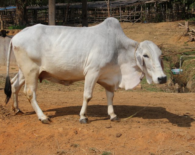 Tharparkar cattle