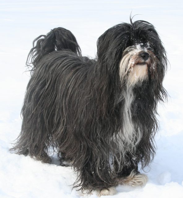 Tibetan Terrier