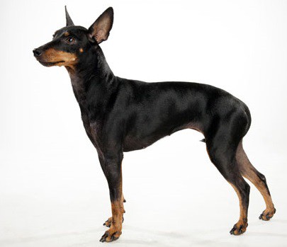 Manchester Terrier (Toy)