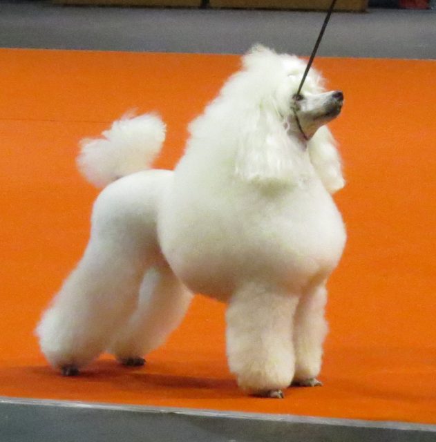 Toy Poodle