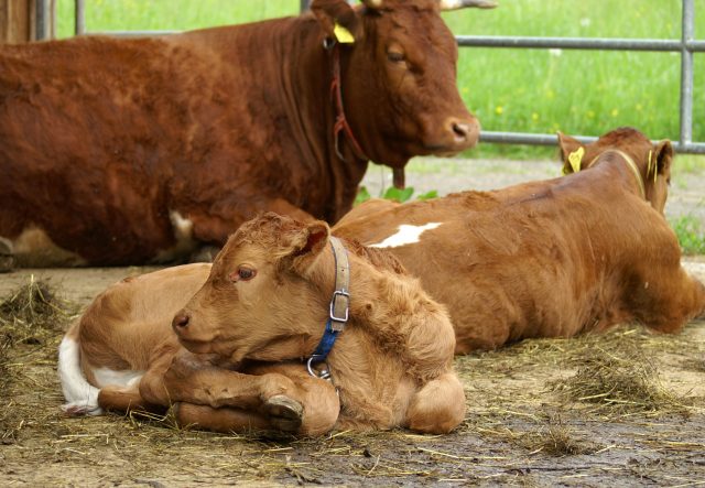 Tux cattle