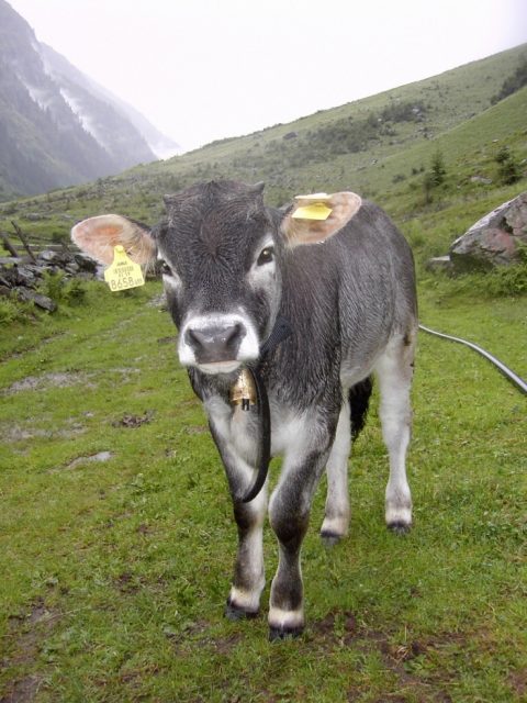 Tyrolese Grey cattle