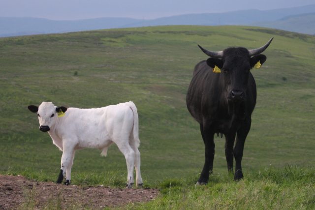 Vaynol cattle