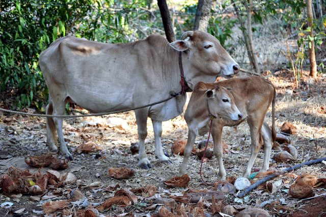 Vechur cattle