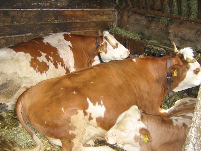 Vorderwald cattle