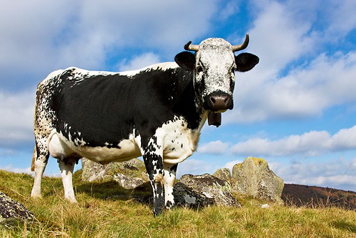 Vosges cattle