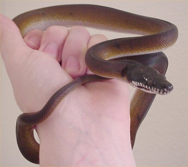 White-Lipped Python