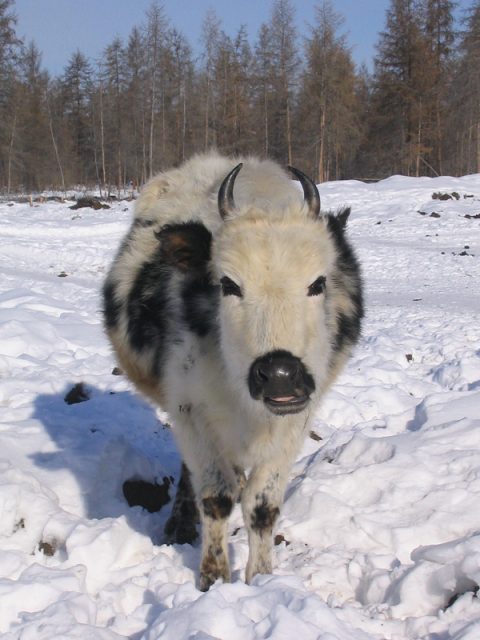 Yakutian cattle