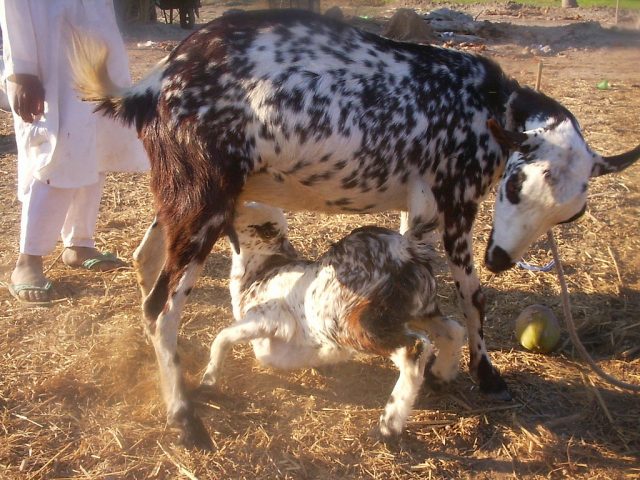 Barbari goat