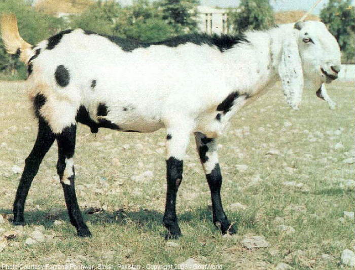 Beetal goat