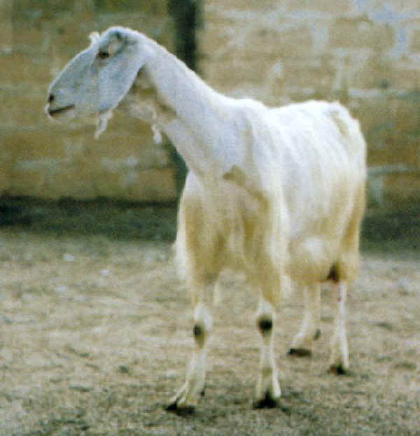 Jonica goat