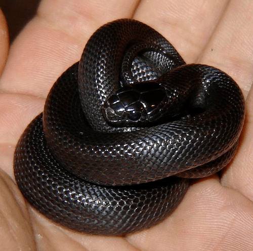 Mexican King snake