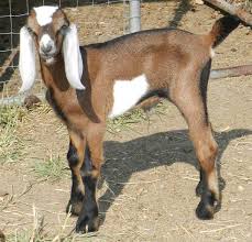 Anglo-Nubian goat