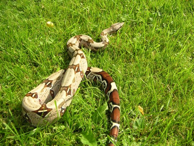 Red Tailed Boa