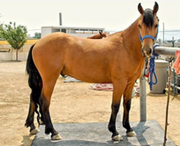 Abstang horse