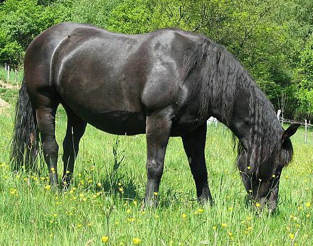 Abtenauer horse