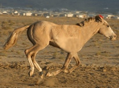 Adaev horse