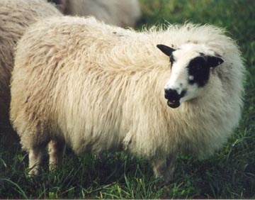 Adal sheep