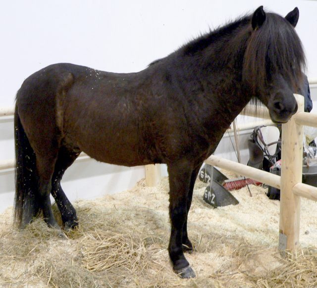 Aegidienberger horse