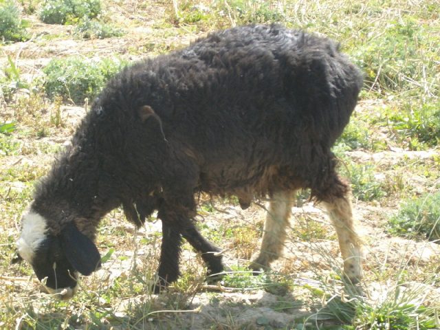 Afghan Arabi sheep
