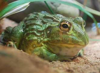 Giant African Bull Frog