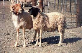 Afrikaner sheep