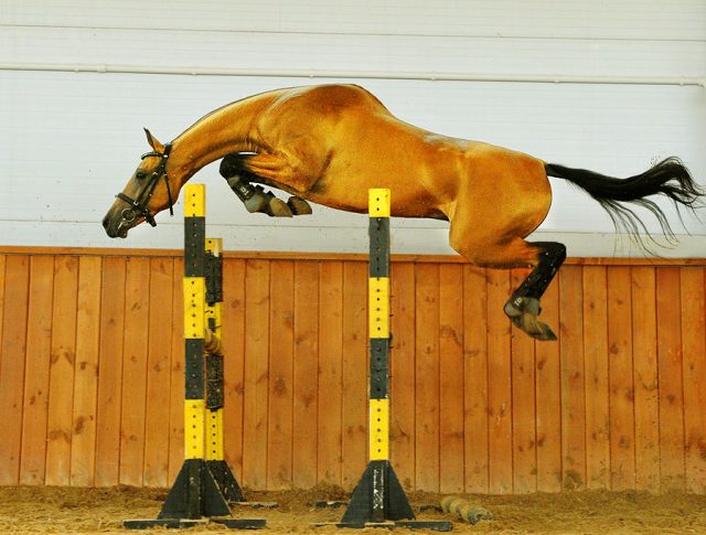 Akhal-Teke horse