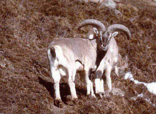 Alai sheep