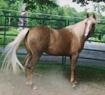 Albanian horse