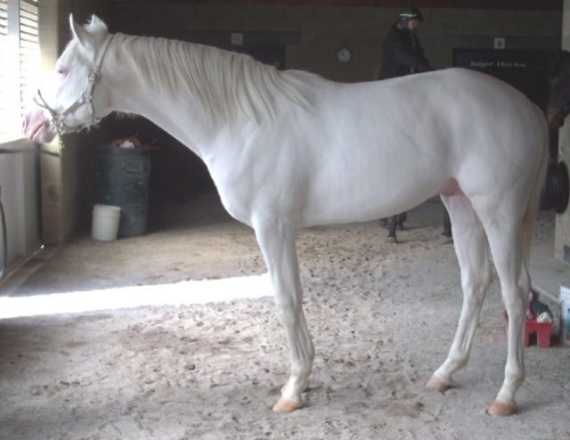 Albino horse