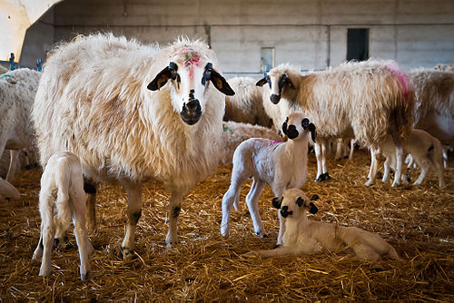 Algarve Churro sheep