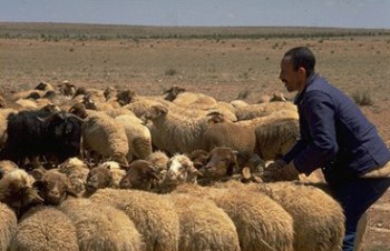 Algerian Arab sheep