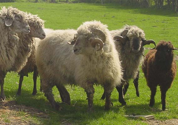 Alpines Steinschaf sheep