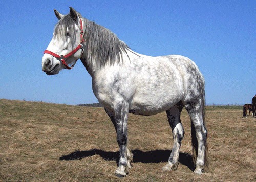 Altai horse