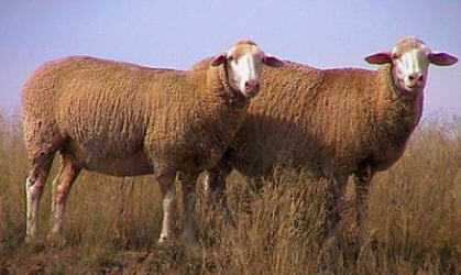 Altay sheep