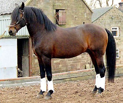 Altwurttemberg horse