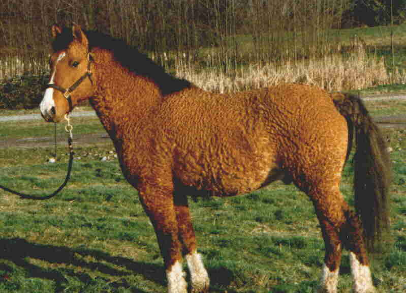 American Bashkir horse