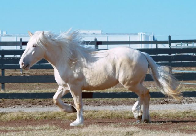 American Cream Draft horse