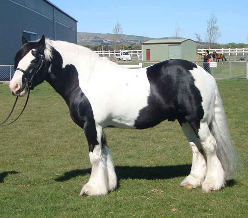 American Drum horse