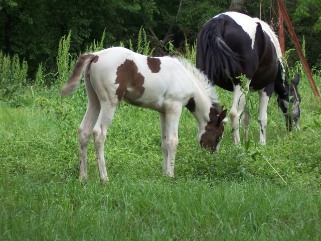 American Indian horse