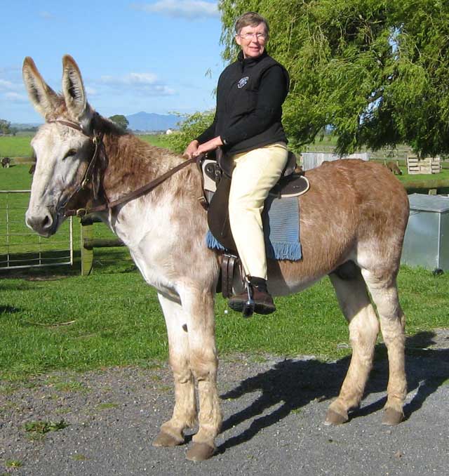 American Mammoth Jack donkey