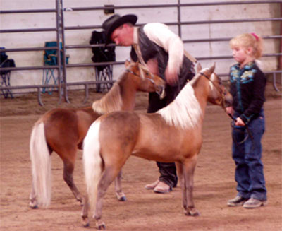 American Miniature horse