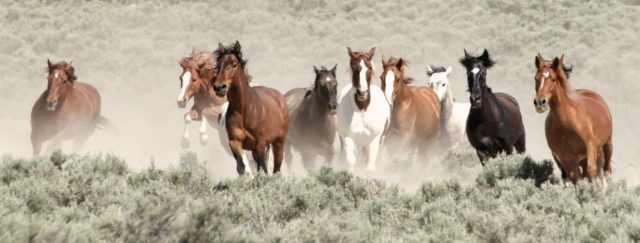 American Mustang horse