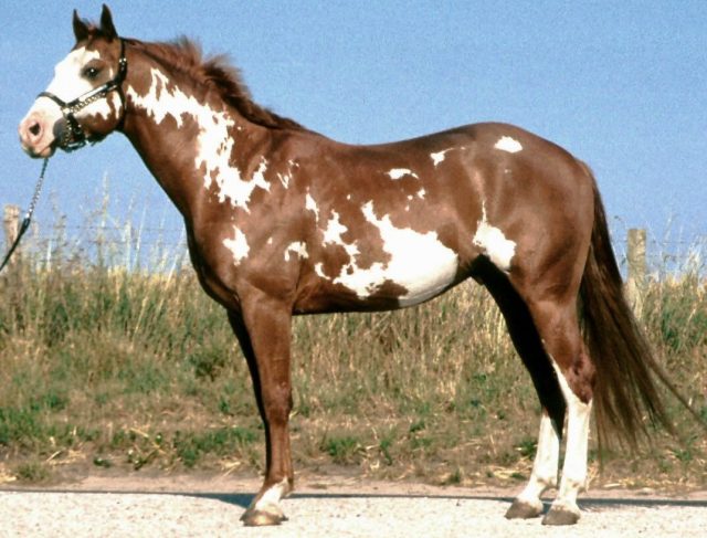 American Paint horse