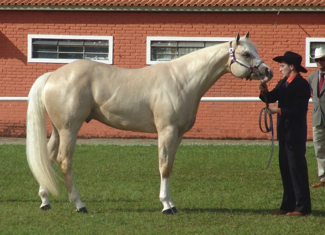 American Quarter Horse